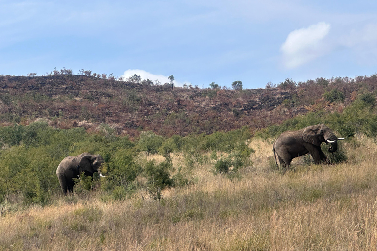 One day Kruger National Park tour: Start at Johannesburg