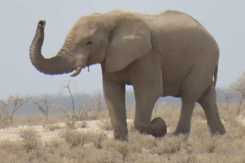 Vanuit Johannesburg: 6-daagse luxe Kruger Park safari