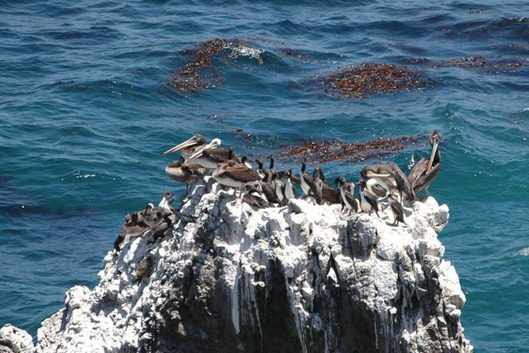 San Fernando Bay and Sandboarding in Nazca.
