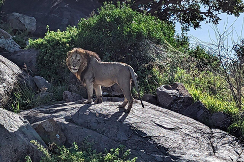 Tanzania: 4-dagars safari till Serengeti, Ngorongoro, Tarangire