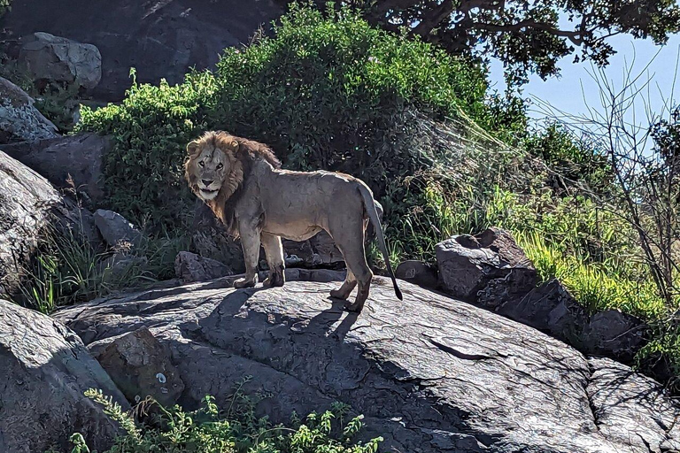 Tanzânia: Safári de 4 dias para Serengeti, Ngorongoro e Tarangire