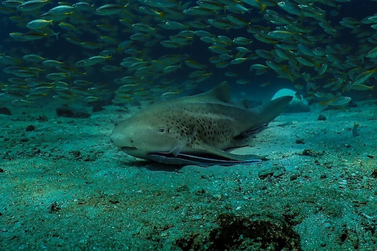 diymaniyat Snorkelling (swim whalesharks or turtles)