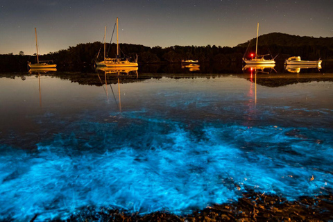 Fort Flagler, WA: Bioluminescence Kayak Tour