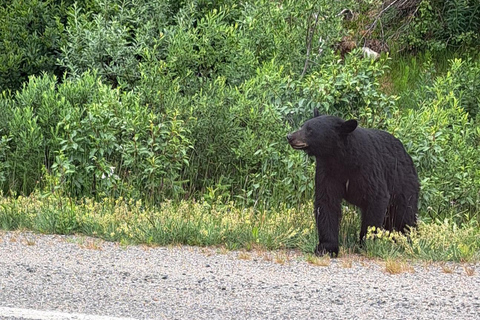 From Skagway: White Pass Summit Guided Bus Tour