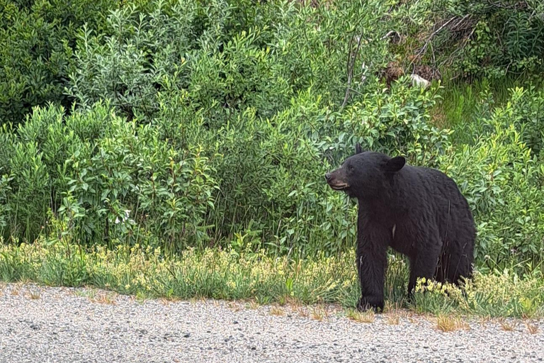 From Skagway: White Pass Summit Guided Bus Tour