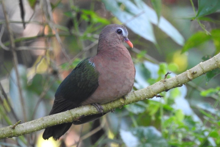 Observación de aves en Kochi