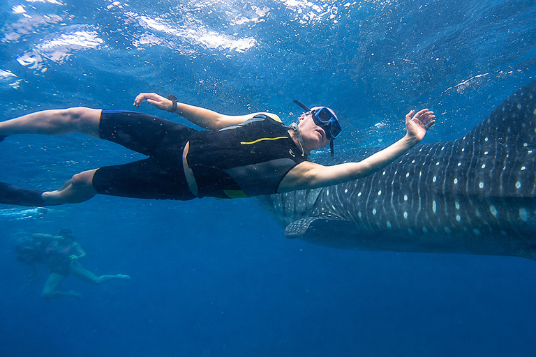 Cebu: Oslob Whale Shark Express Tour with Transfers