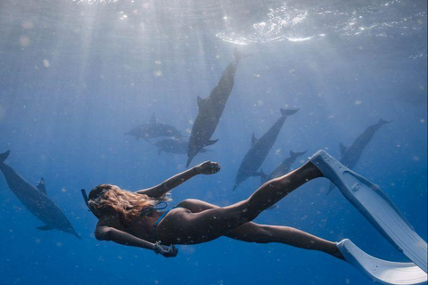 Mirissa: Dolphin Swim Blue Whale Snorkelling | All-Inclusive Mirissa: Scuba Diving & Turtle Snorkelling Experience