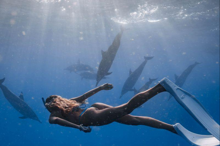 Mirissa: Dolphin Swim Blue Whale Snorkelling | All-Inclusive Mirissa: Scuba Diving & Turtle Snorkelling Experience