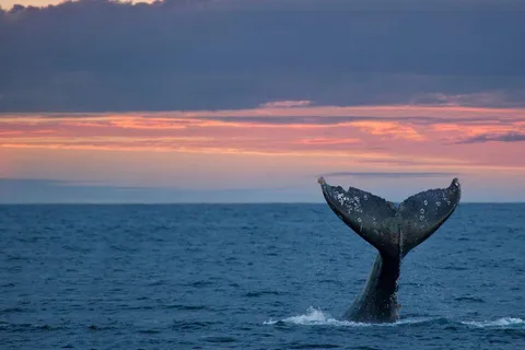 Whale Watching in La Paz – Gray Whale Encounter
