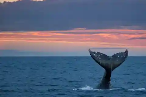 Whale Watching in La Paz – Gray Whale Encounter