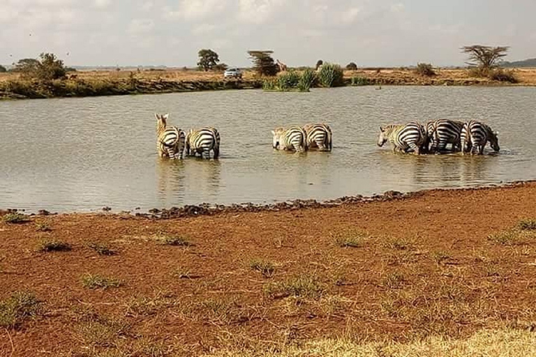 Excursão de um dia ao Parque Nacional, Bebê Elefante e Centro de Girafas