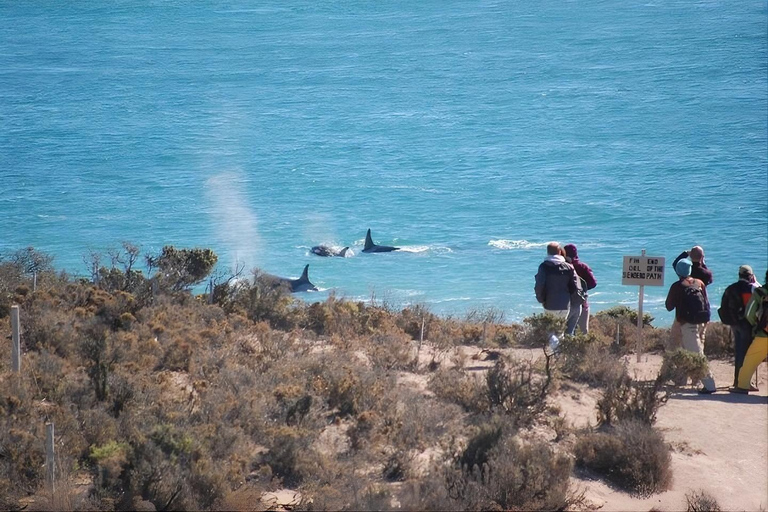 Puerto Madryn: Full-Day Wildlife Safari on Peninsula Valdés Peninsula Valdés: Private Full-Day Excursion from Puerto Madryn