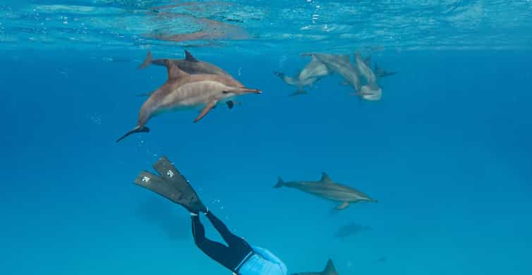 Marsa Alam: Dolphin House Samadai Reef Boat Snorkeling Trip | GetYourGuide