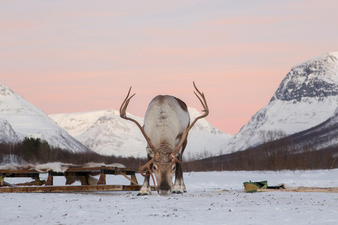 Z Tromsø: Zaprzęgi reniferów w Camp Tamok w ciągu dnia