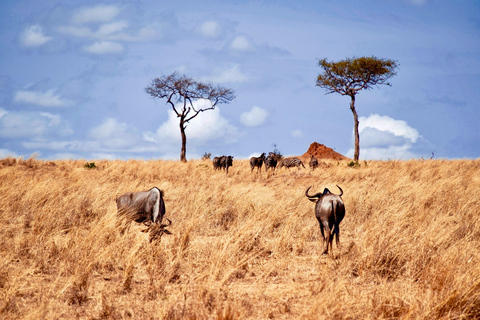 Escursione di un giorno al cratere di Ngorongoro