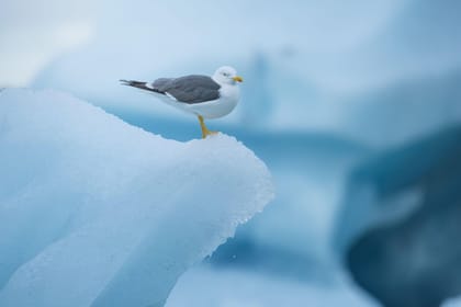 From Reykjavik: Jökulsárlón Glacier Lagoon and Diamond Beach | GetYourGuide