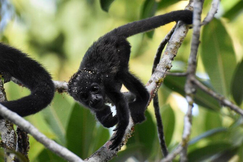 Panama stad: Båttur till Gatun-sjön och Monkey Island