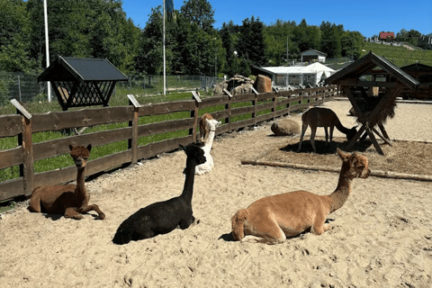 Alpaca Park: choose your alpaca for a walk + feeding