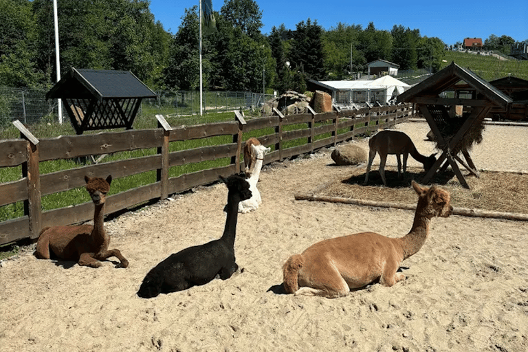 Alpaca Park: choose your alpaca for a walk + feeding