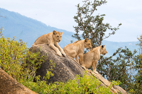 Affordable 2 Days Tanzania Private Safari