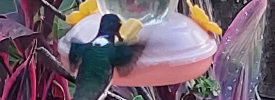 Tobago : visite des colibris