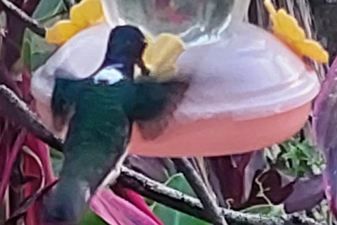 Tobago: Hummingbird Tour