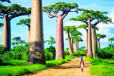 Madagascar: Avenue of the Baobabs and Lemur Reserve Tour Tour without tranfer
