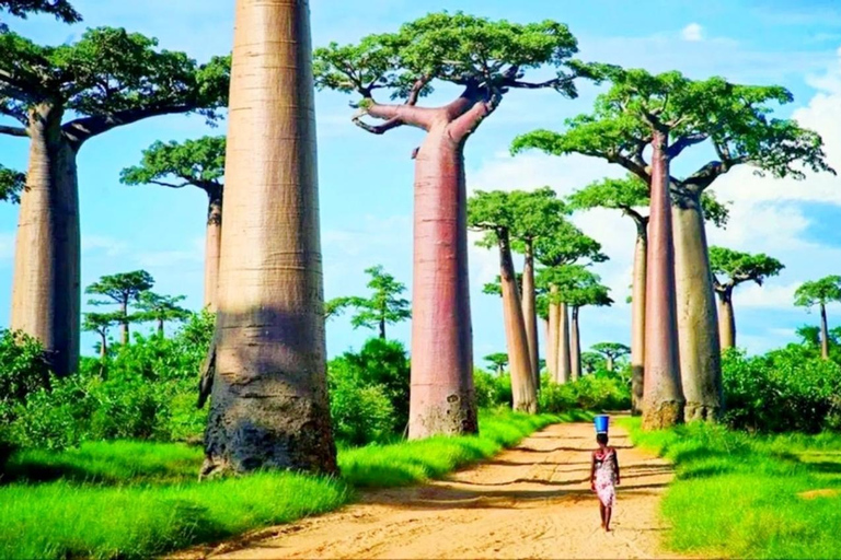 Madagascar: Avenue of the Baobabs and Lemur Reserve Tour Tour without tranfer