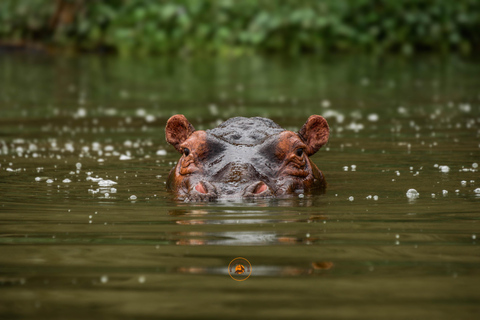 Uganda 10-tägige Wild- und Primaten-Safari.