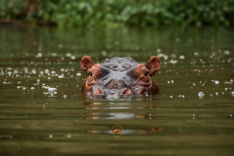 Uganda 10-tägige Wild- und Primaten-Safari.