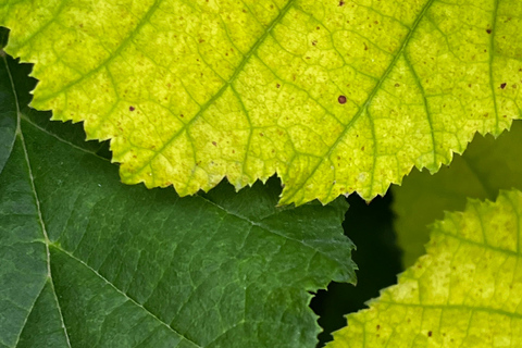 Weimar: Creative city walk "Free views and wild thinking" "Free Looks & Wild Thinking – A Creative City Walk Through Weimar"