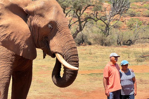 Elephant Sanctuary Tour from Johannesburg