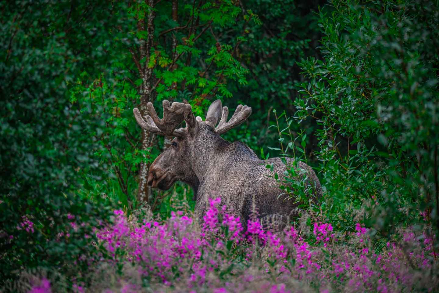 Sortland: Guided Arctic Moose Safari by Car