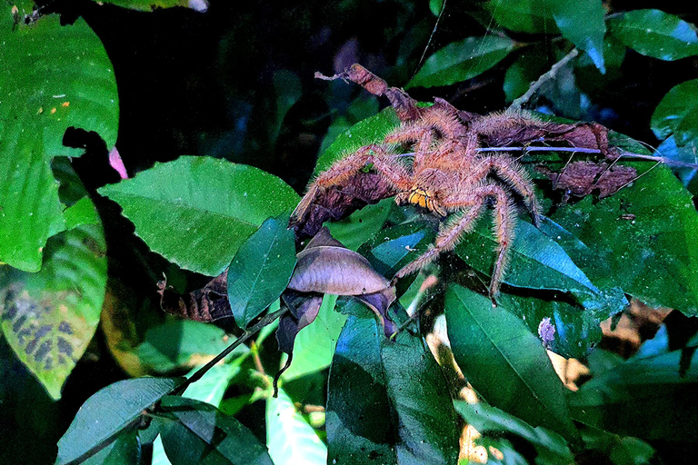 Khao Sok: Half-Day & Night Wildlife Trek and Jungle Dinner Option 6: Half-Day & Night Trek with Dinner From Khao Lak