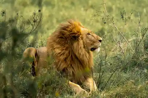 Arusha: Safari de 6 dias em Tarangire, Serengeti e Ngorongoro