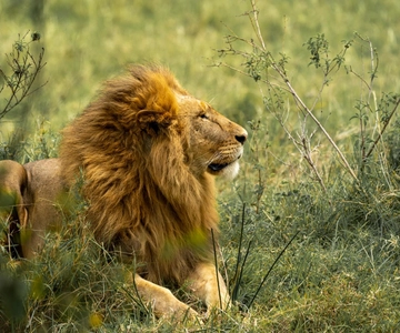 Arusha: 6-Day Safari to Tarangire, Serengeti, and Ngorongoro