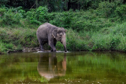 Phuket: Wycieczka z przewodnikiem po sanktuarium słoni z transferem do hotelu