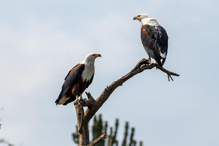 3-day Rwanda Bird Watching in Akagera National Park