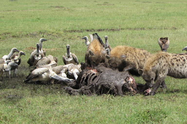 Arusha: 5-Day Safari to Tarangire, Lake Manyara, and …