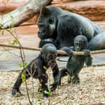Zoo di Praga: Biglietto di ingresso prioritario