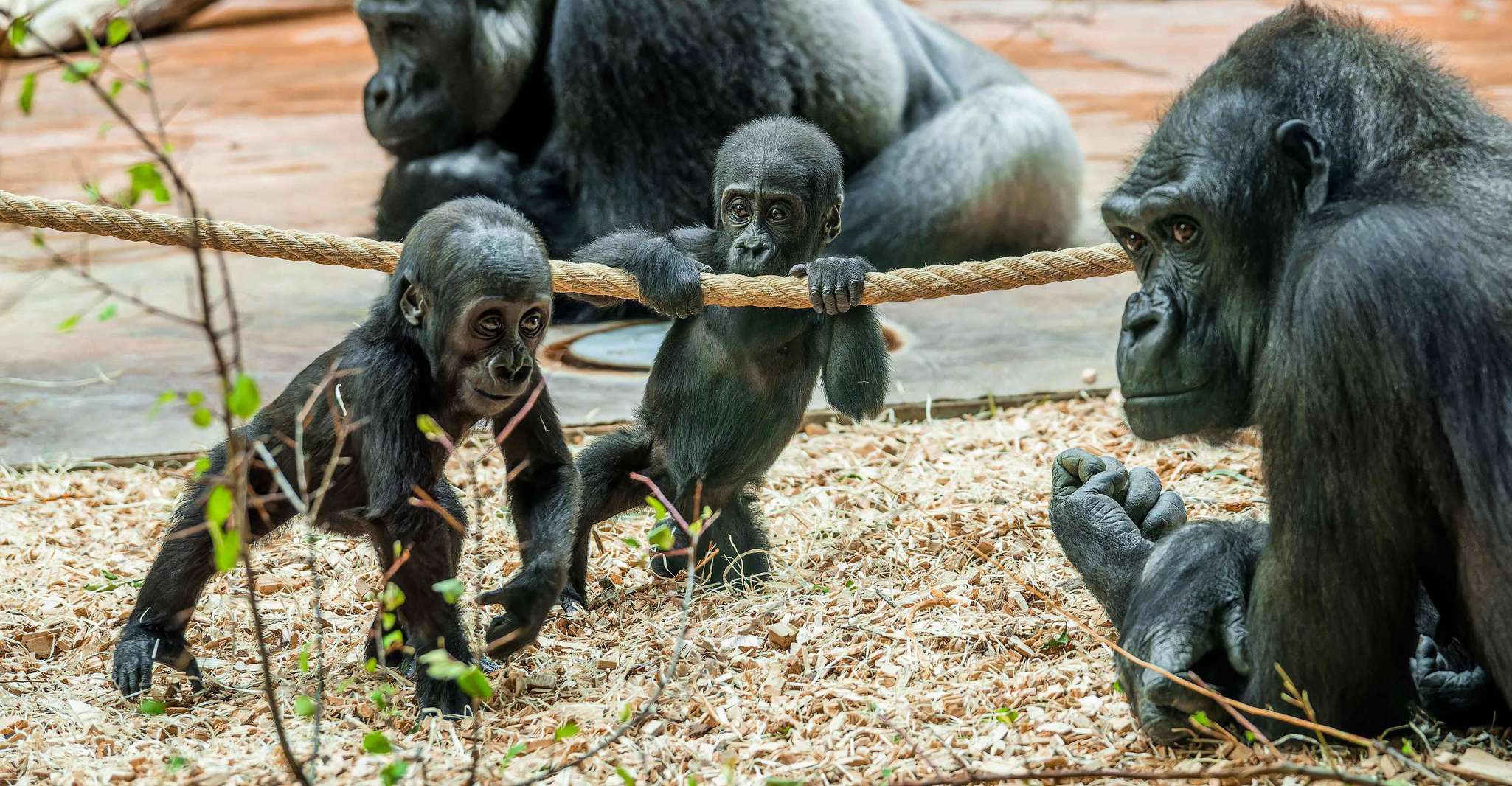 Prague Zoo: Skip-the-Line Entry Ticket