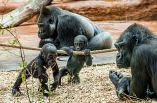 Prager Zoo: Ticket ohne Anstehen Einlass ohne Anstehen