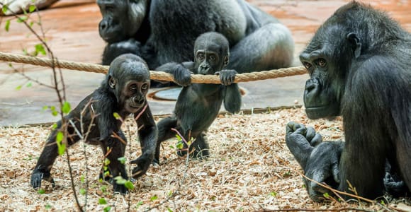 Prague Zoo: Skip-the-Line Entry Ticket