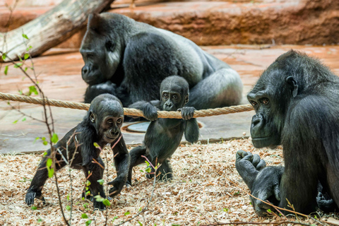 Prager Zoo: Ticket ohne Anstehen Einlass ohne Anstehen