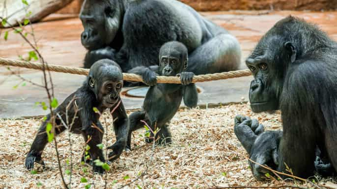 Prague Zoo: Skip-the-Line Entry Ticket