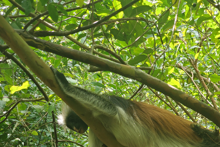 Zanzibar: la foresta di Jozani, le tartarughe marine, la grotta di Kuza e The RockTour senza servizio di prelievo e rientro in hotel