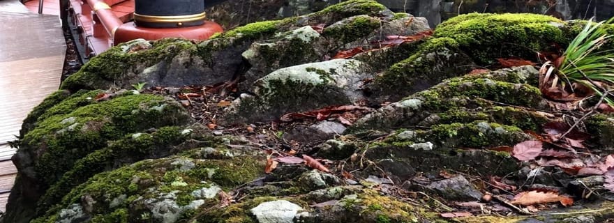 Shizuoka : excursion privée d'une journée à Nikko