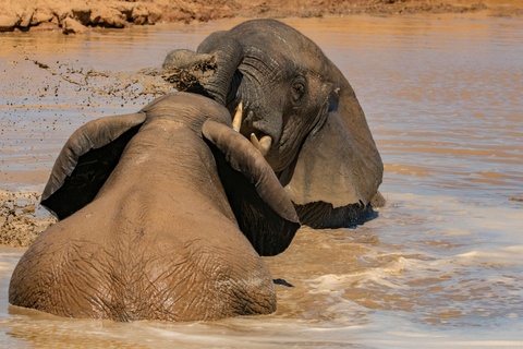 4-Days Masai Mara Safari From Nairobi With Park Fees