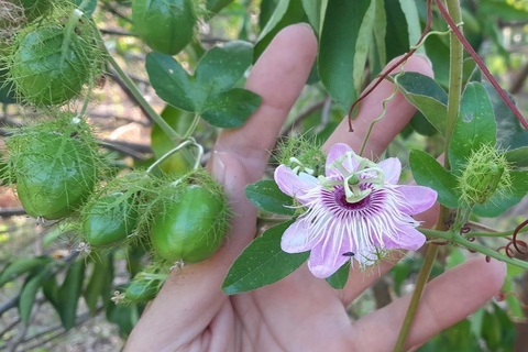 Chiapas: an inner journey in a sustainable food forest
